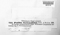 Anthracobia melaloma image